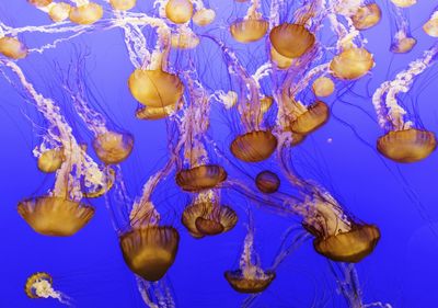 Close-up of jellyfish against blue background