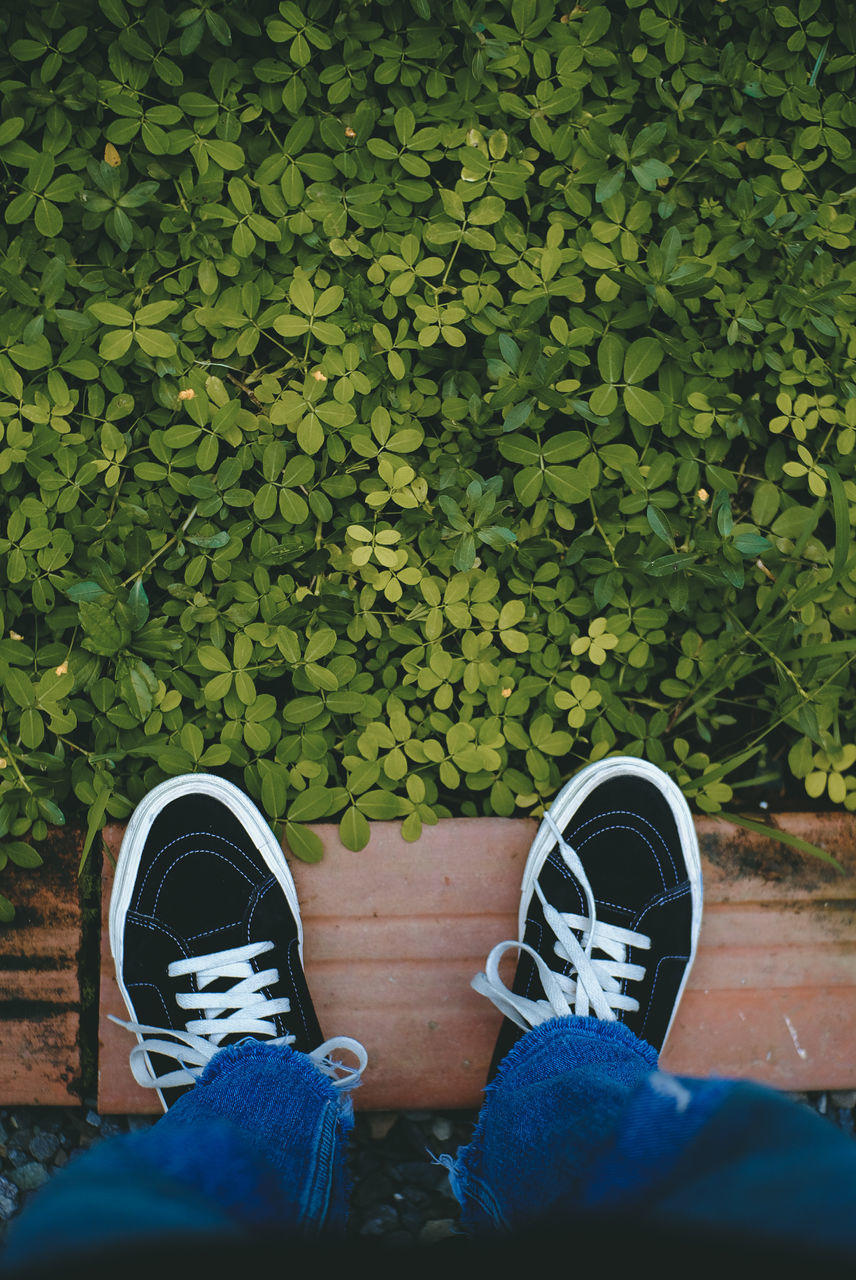 green, shoe, low section, human leg, personal perspective, one person, lifestyles, grass, high angle view, nature, blue, day, leisure activity, footwear, standing, plant, men, limb, directly above, canvas shoe, human limb, outdoors, leaf, skate shoe, plant part, jeans, casual clothing, human foot, yellow, walking shoe, adult, land, sports shoe