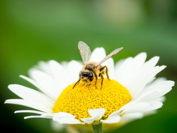 Close-up of insect on yellow flower