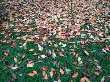 High angle view of dry leaves on field