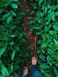 Low section of man standing along leaves