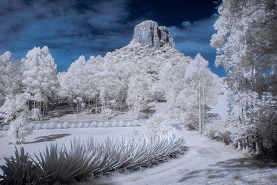 Snow covered trees against sky