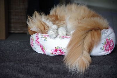 Close-up of dog relaxing at home