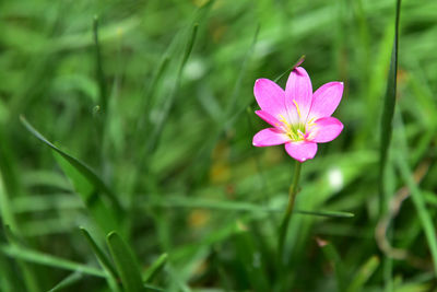 Close-up of pink flowering plant