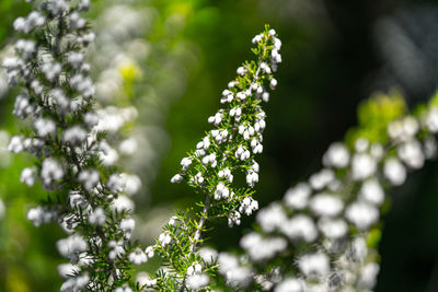 Close-up of white flowering plant