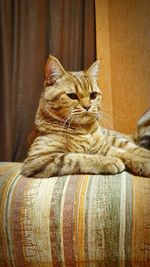 Close-up of a cat resting on sofa at home