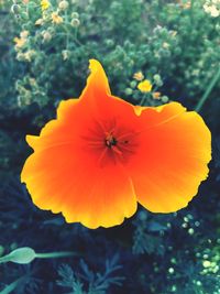 Close-up of yellow flower