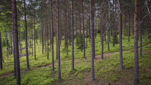 Scenic view of forest