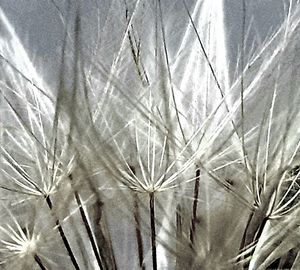 Close-up of plants against wall