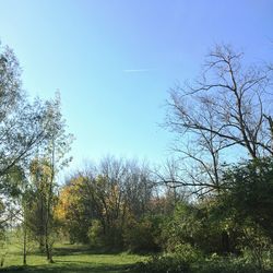 Low angle view of trees against clear sky