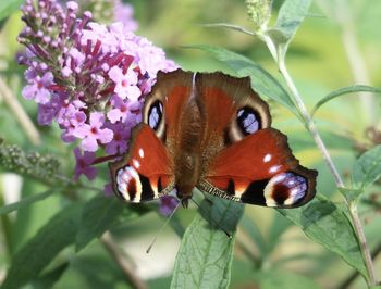 Close-up of butterfly pollinating on flower