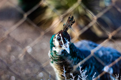 Close-up of a bird