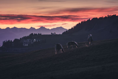 View of horses on land during sunset