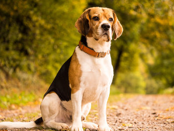 Sitting beagle