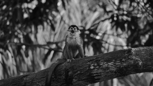 Monkey sitting on tree branch