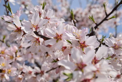 Close-up of white cherry blossom tree