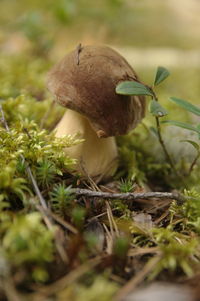 Close-up of mushroom growing on field