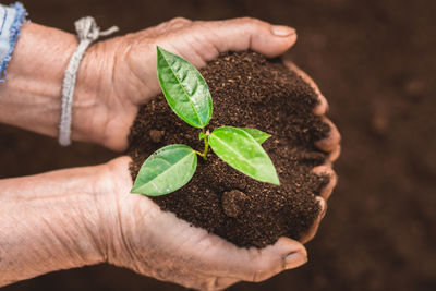 Close-up of hand holding young plant