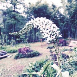 Close-up of white flowers