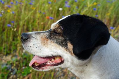 Close-up of dog looking away