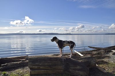 Side view of dog standing on log at lakeshore