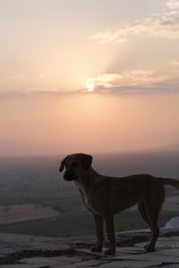 Dog standing on ground during sunset