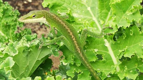 Close-up of green lizard on kale leaves growing at vegetable garden