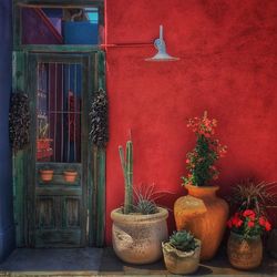 Potted plants on table