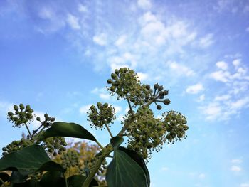 Low angle view of flowering plant against sky