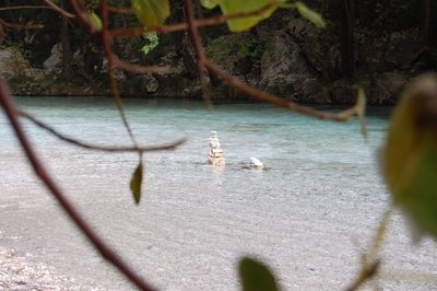 Swan in water