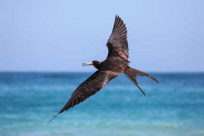 Close-up of bird flying over sea against clear sky