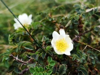 Close-up of white flowering plant