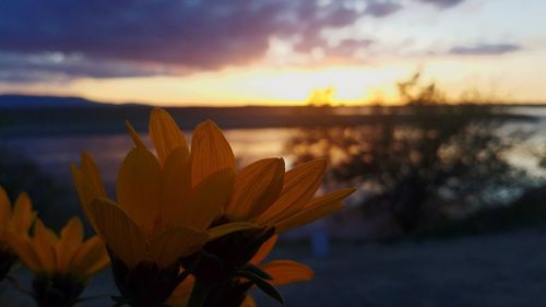 Close-up of orange flower by lake against sky during sunset