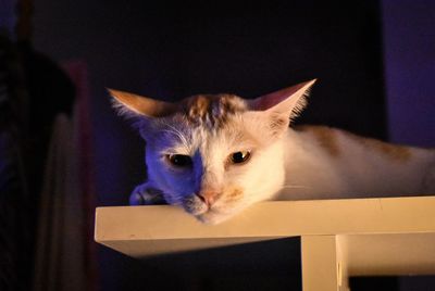 Portrait of a cat