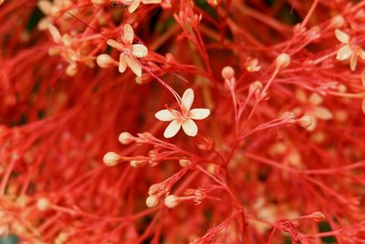 Close-up of red flowering plants