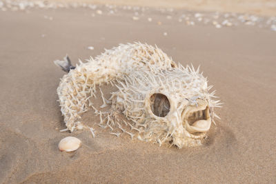 Close-up of jellyfish on the beach