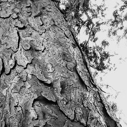 Full frame shot of tree trunk