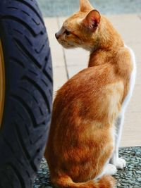 Close-up of dog sitting