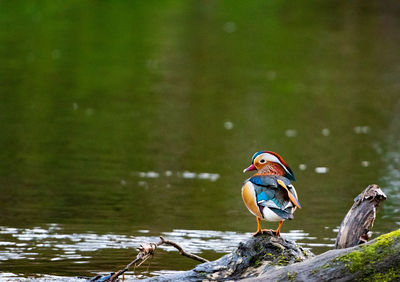 Close-up of bird perching on rock