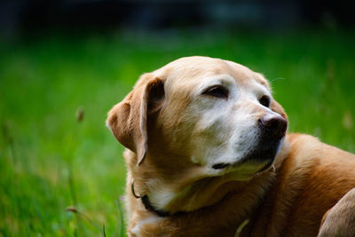 Close-up of dog sitting on field