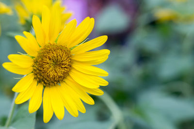 Close-up of yellow flower blooming outdoors