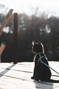 Rear view of dog sitting on wood