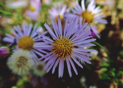 Close-up of purple flowering plants