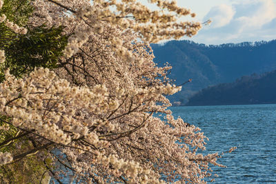 Sakura in kaizu osaki, shiga prefecture