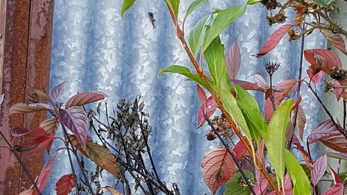 Close-up of plants growing on tree trunk