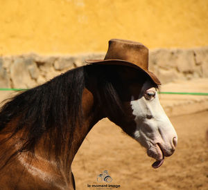 Close-up of horse in ranch