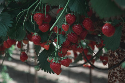 Close-up of berries growing on tree