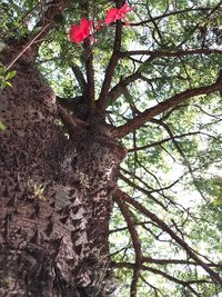 Low angle view of tree