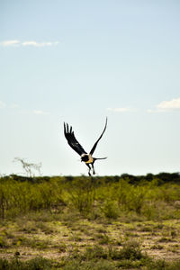 View of deer on field against sky