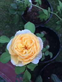 Close-up of rose blooming outdoors